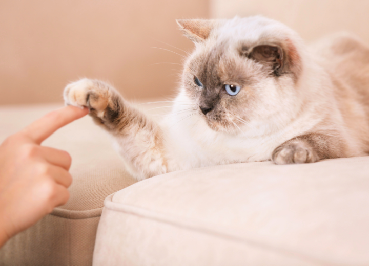 【飼い主様へ】ペットが突然亡くなった時の対応ガイド